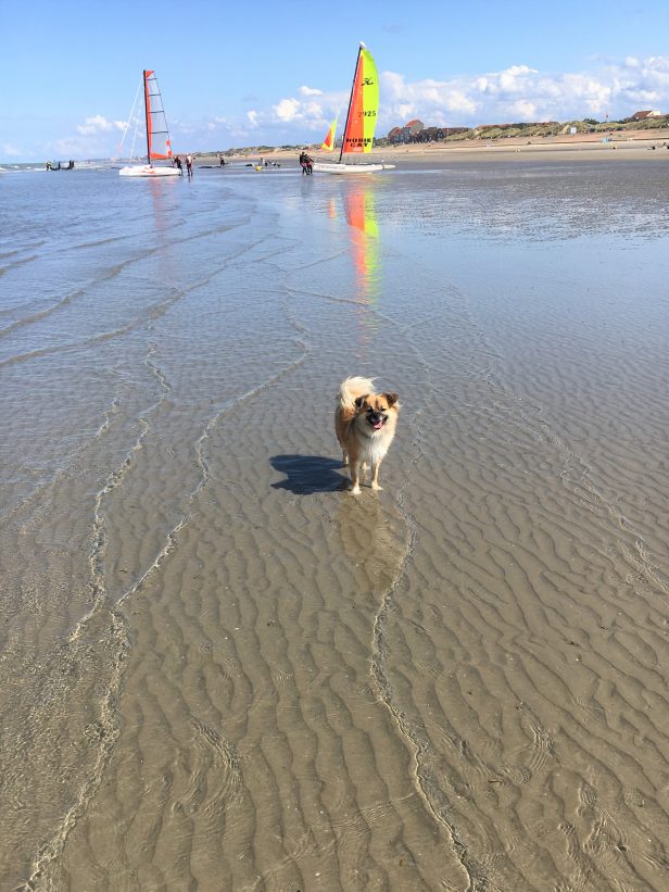 Tipps für Urlaub mit Hund