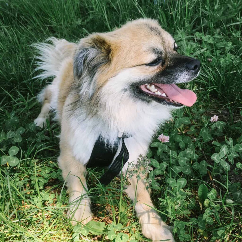 Tipps für Urlaub mit Hund