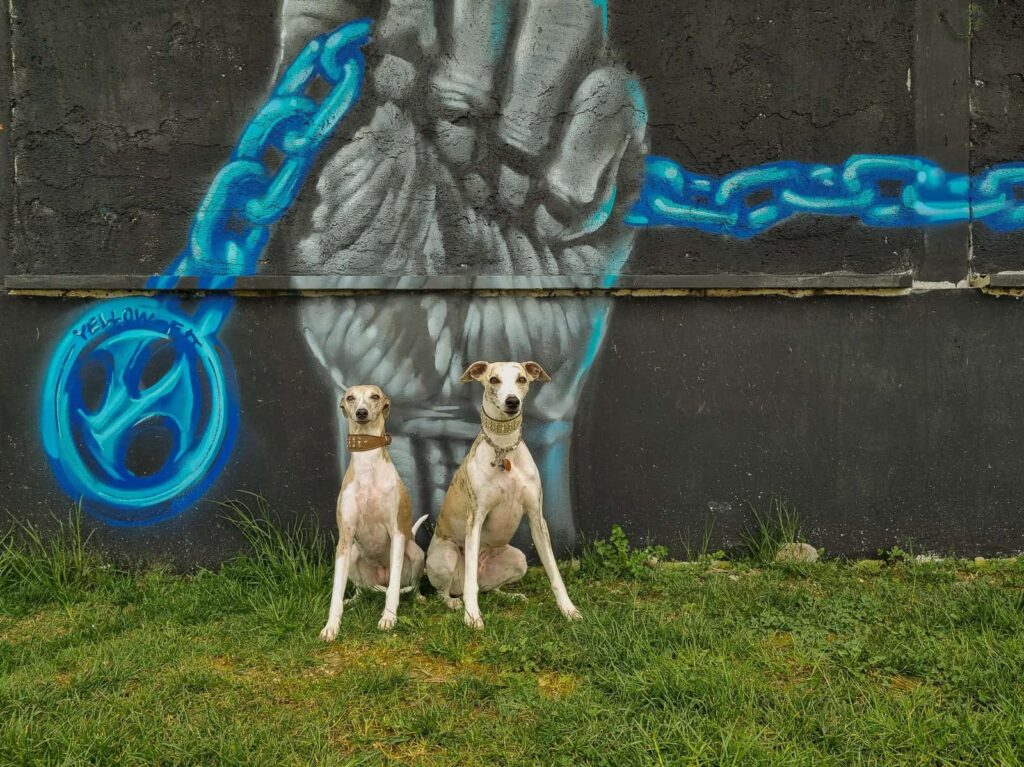 Zwei Whippets vor einem Graffiti am Gardasee