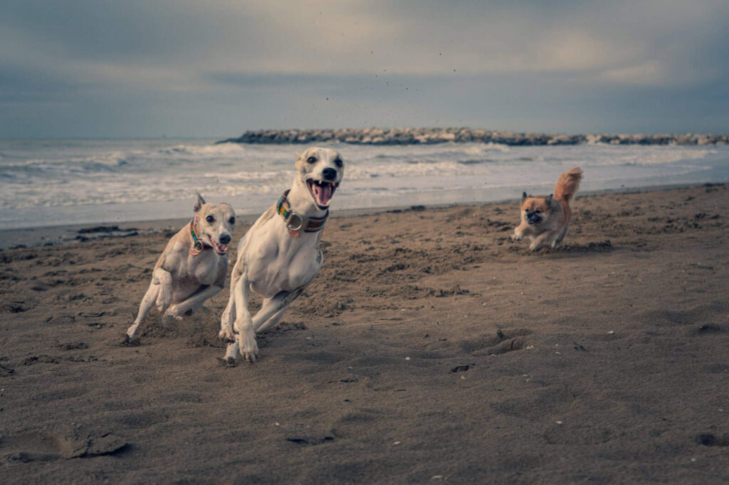Zwei Whippets und Kimba am Strand