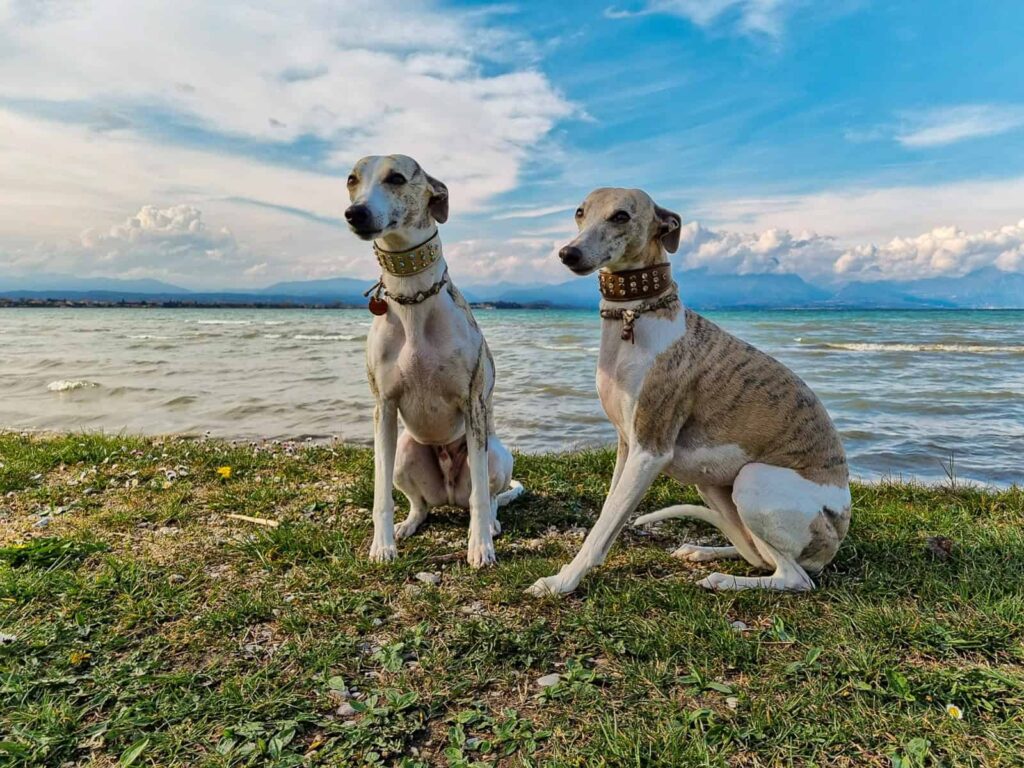 Lancelot und Gretl am Gardasee