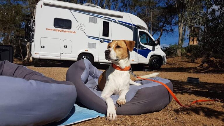 Ein Gast mit Hund im Wohnmobilurlaub