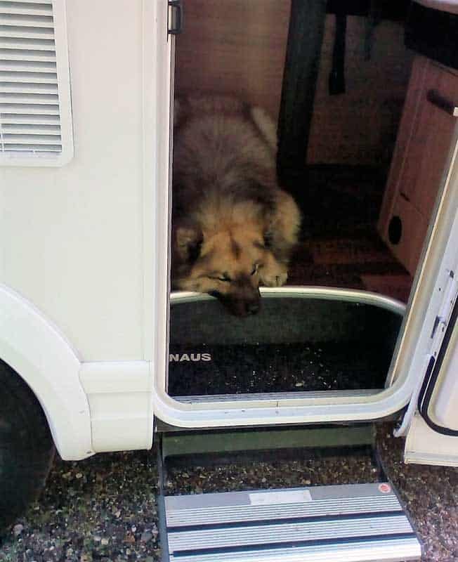 Ein Hund liegt entspannt an der offenen Wohnmobiltür