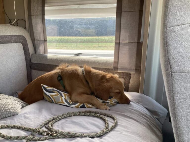 Hund Rudi schläft im Wohnmobil