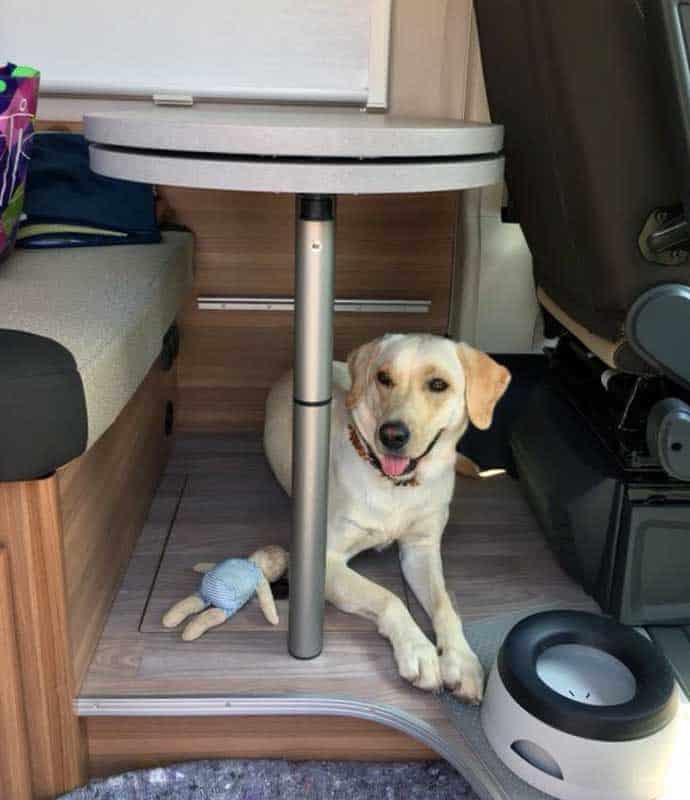 Ein Hund sitzt unter dem Tisch im Wohnmobil