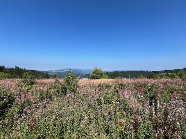 Schwarzwald Abenteuer - mit Rudi unterwegs im happydogmobil