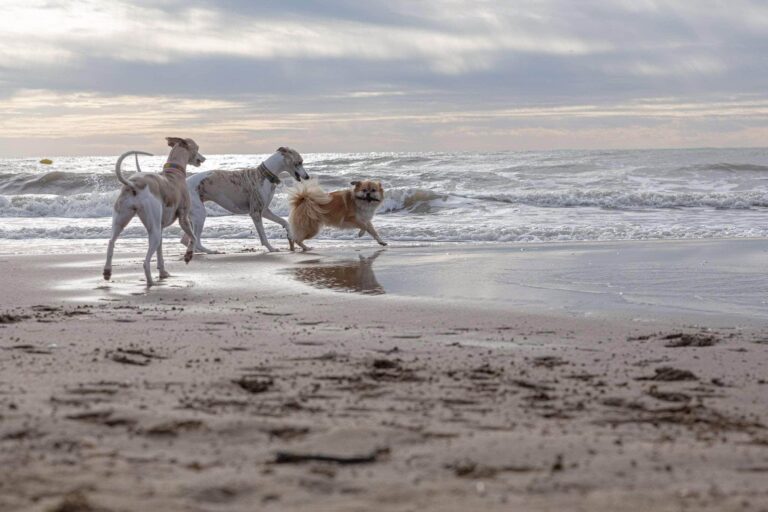 Kimba und 2 Whippets toben am Strand in Cavallino