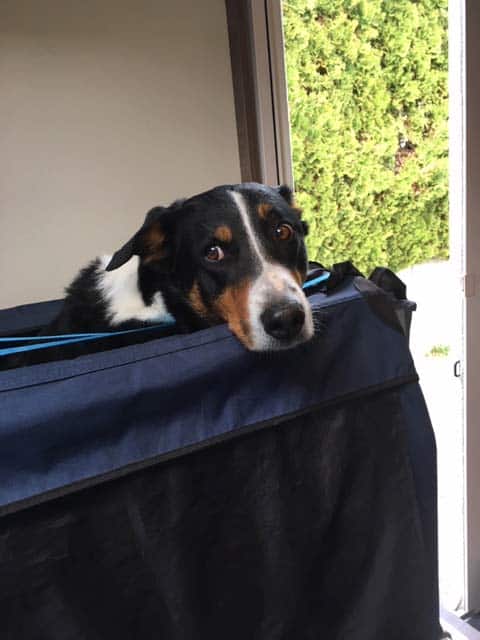 Hündin Nala schaut aus dem Transportkorb im Camper