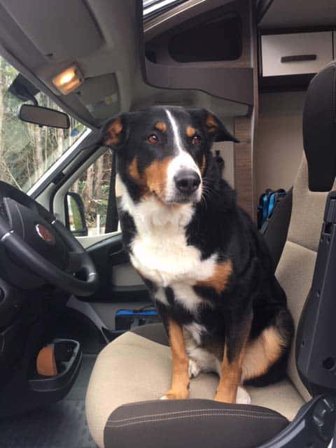 Hündin Nala sitzt auf dem Fahrersitz des Wohnmobils