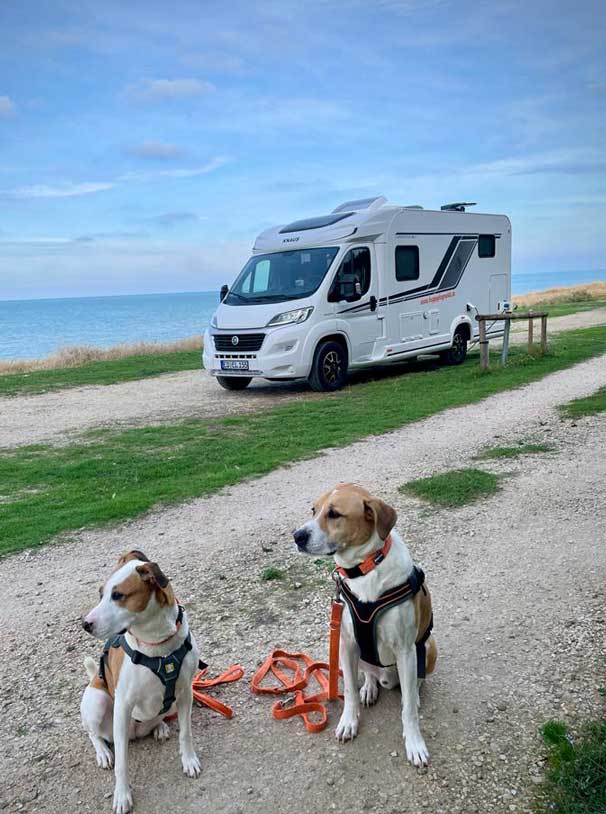 2 Hunde sitzen am Strand, im Hintergrund steht das happydogmobil