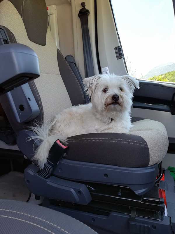 Ein kleiner weißer Hund namens Pinsel sitzt auf dem Fahrersitz des Wohnmobils