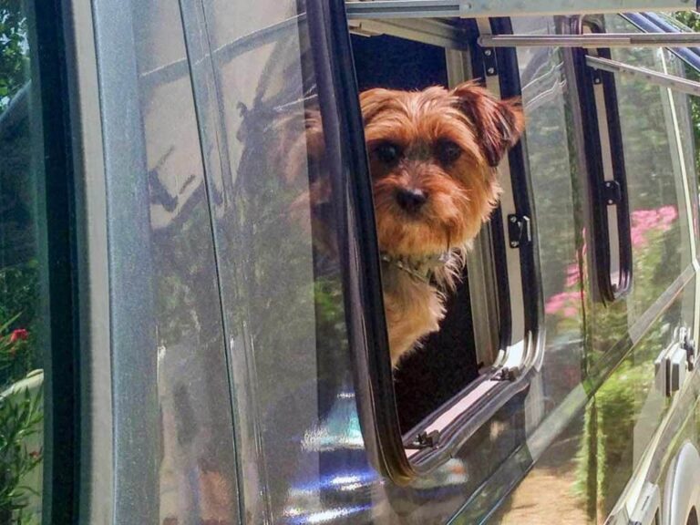 Ein Yorkie schaut neugierig aus dem Fenster des Wohnmobils
