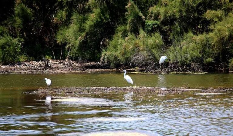 weiße Kraniche stehen im Wasser