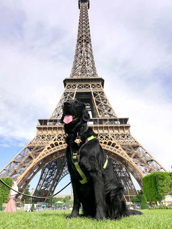 Labrador Bailey sitzt vor dem Eiffelturm in Paris